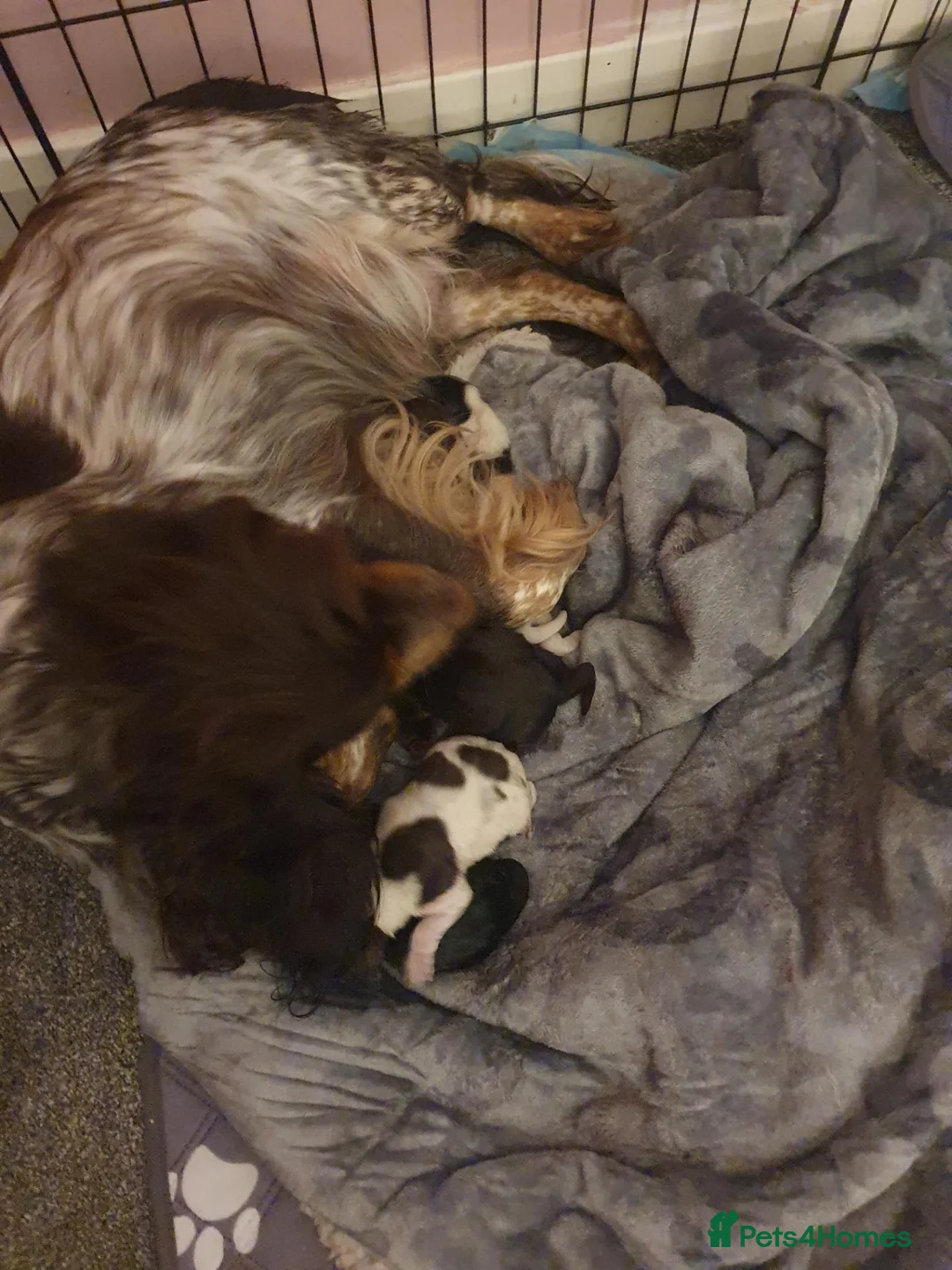 Cocker Spaniel dogs for sale: Cocker spaniel puppys in Barnsley - Advert 2