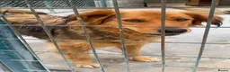 Mixed Breed dogs for adoption: Bonnet, 4 yrs approx. Available for adoption. - Advert 8