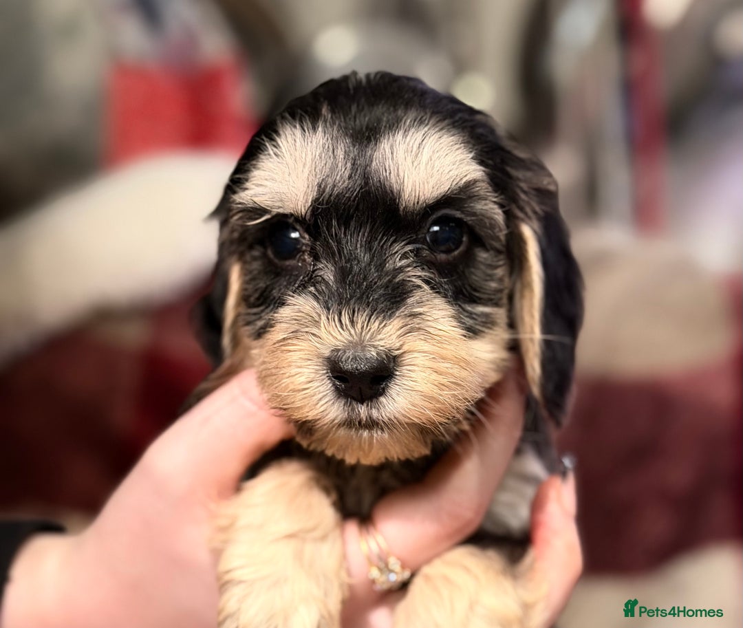 Cockapoo dogs for sale: BEAUTIFUL F2 COCKAPOO PUPPIES - 4 BOYS AND 4 GIRLS - Advert 1