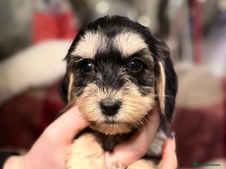 Cockapoo dogs BEAUTIFUL F2 COCKAPOO PUPPIES - 4 BOYS AND 4 GIRLS - Advert 1