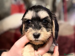 Cockapoo dogs BEAUTIFUL F2 COCKAPOO PUPPIES - 4 BOYS 4 GIRLS - Advert 1