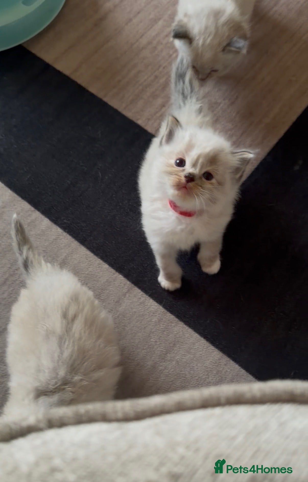 Ragdoll cats 💝 stunning gccf line of tabby/point ragdolls 💝 - Advert 2