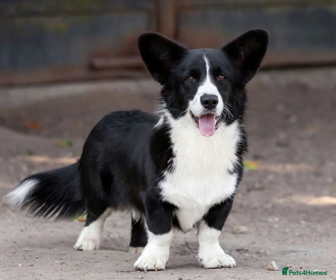Welsh Corgi Cardigan dogs for adoption: 🐾 ROGER – Corgi (Male) in West Malling - Advert 2