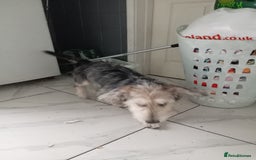 Mixed Breed dogs for sale: Vinnie - Image 3