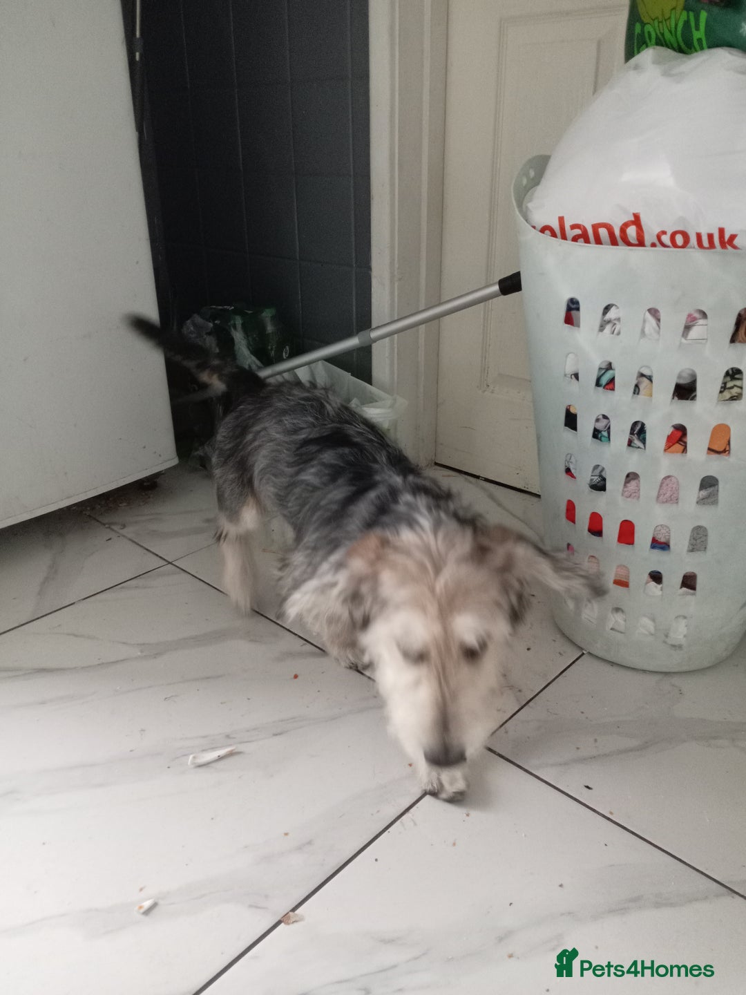 Mixed Breed dogs for sale: Vinnie - Image 3