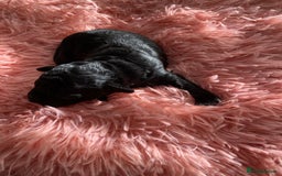 Toy Poodle dogs for sale: Black toy poodle male puppy excellent pedigree - Advert 5