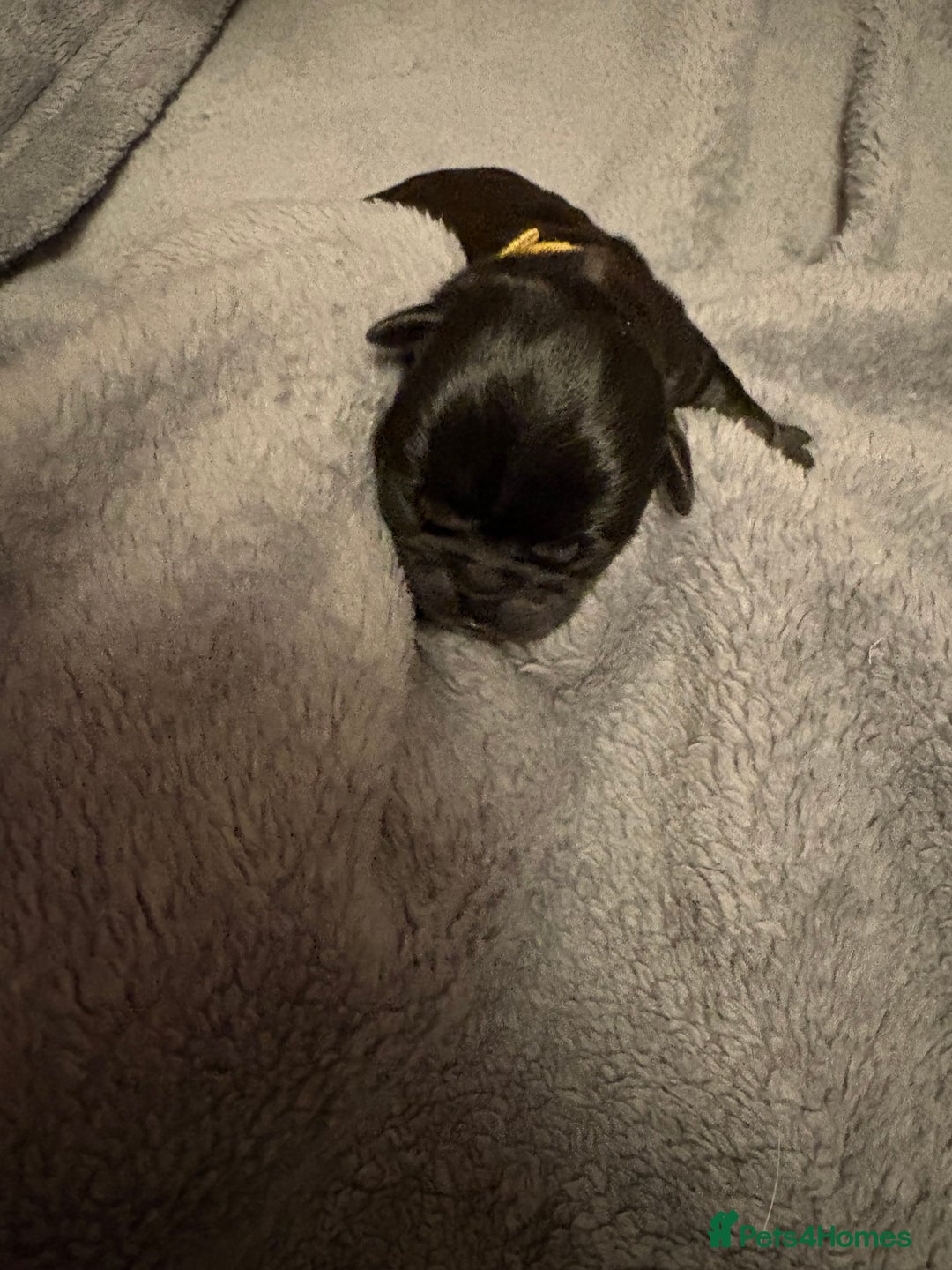 Pug dogs for sale: 6 stunning pugs for sale - Advert 11