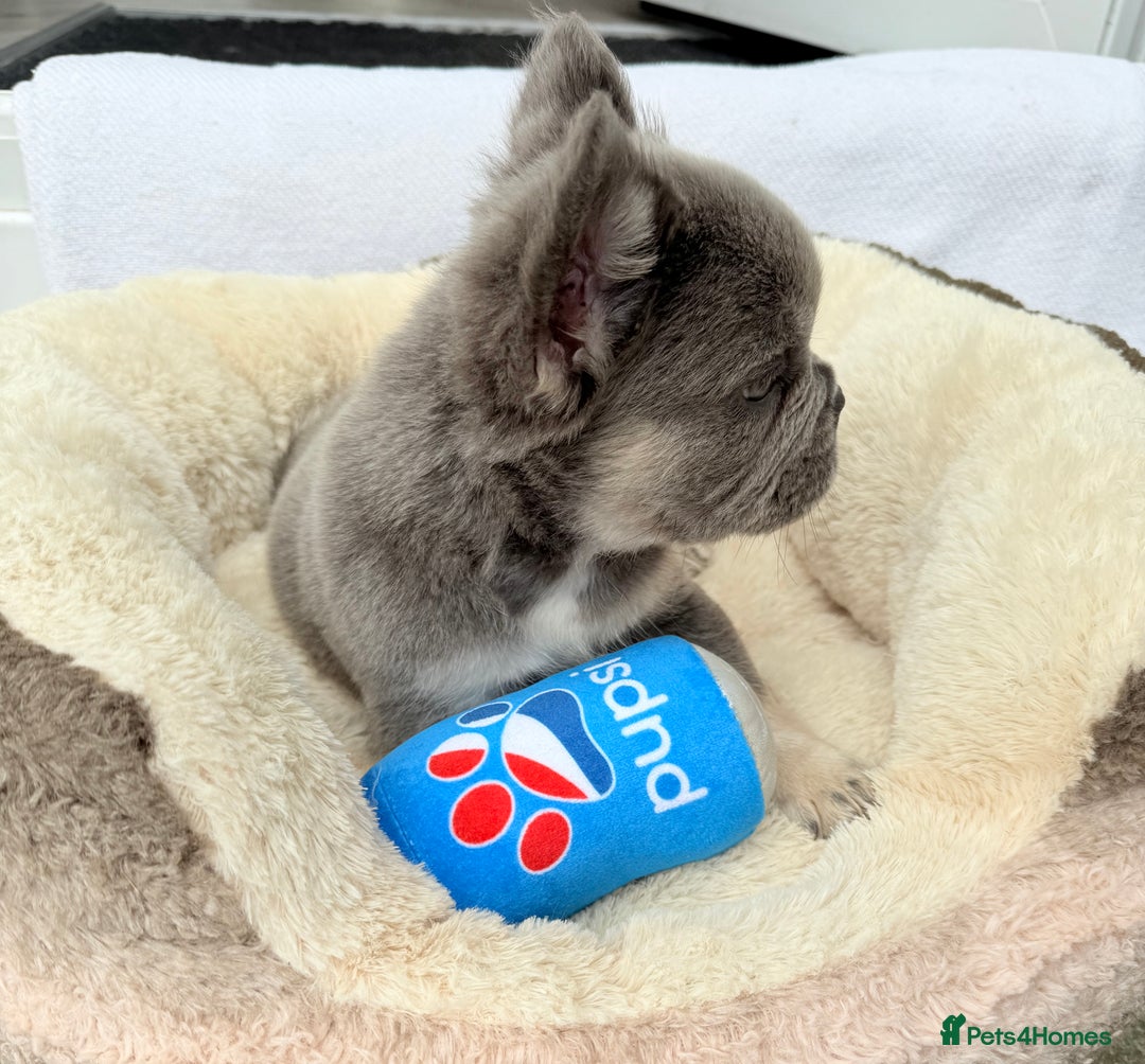 French Bulldog dogs for sale: Visual fluffy ** French bulldog puppies - Image 15