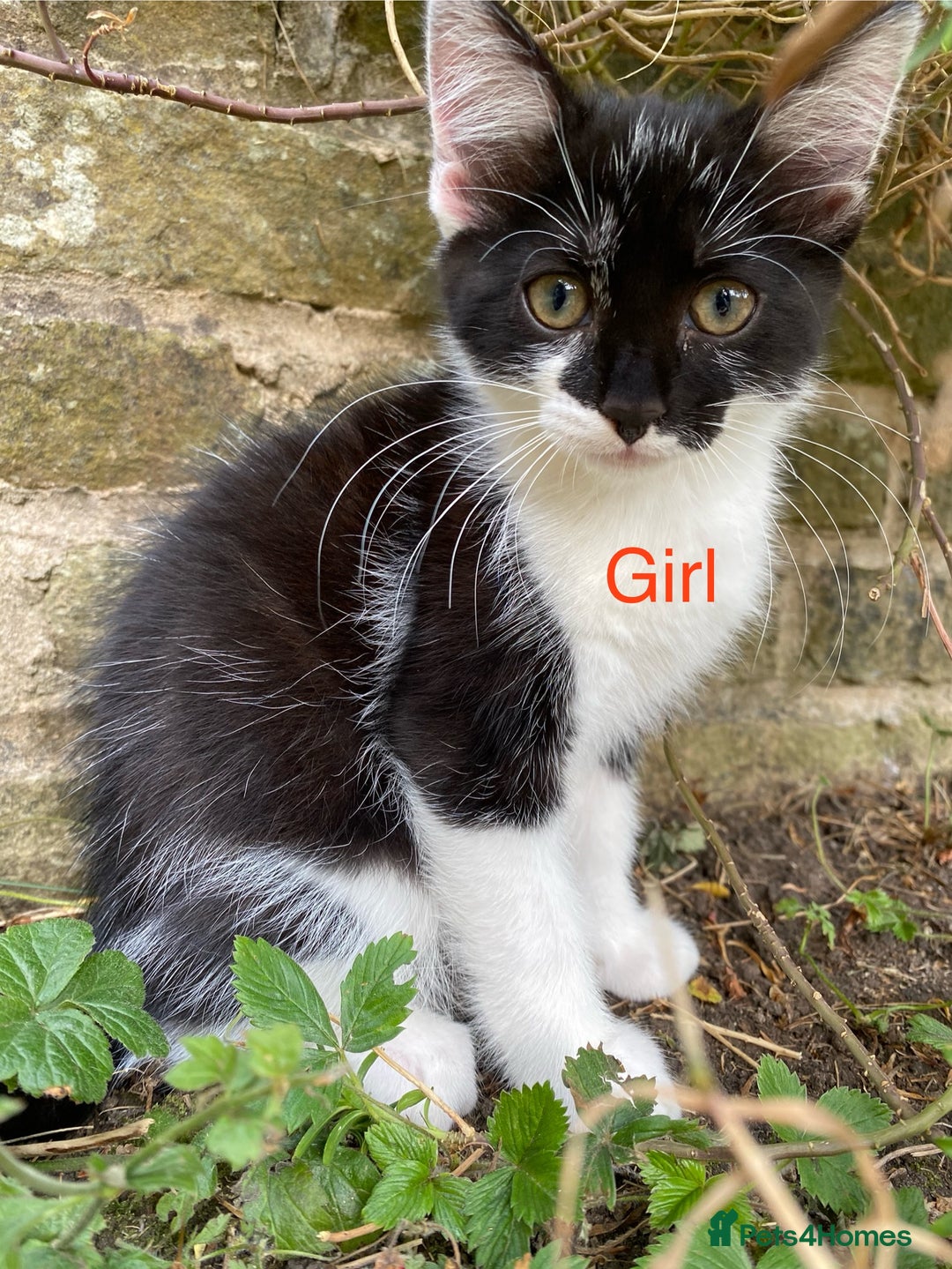 Mixed Breed cats for sale: beautiful kittens - Image 2