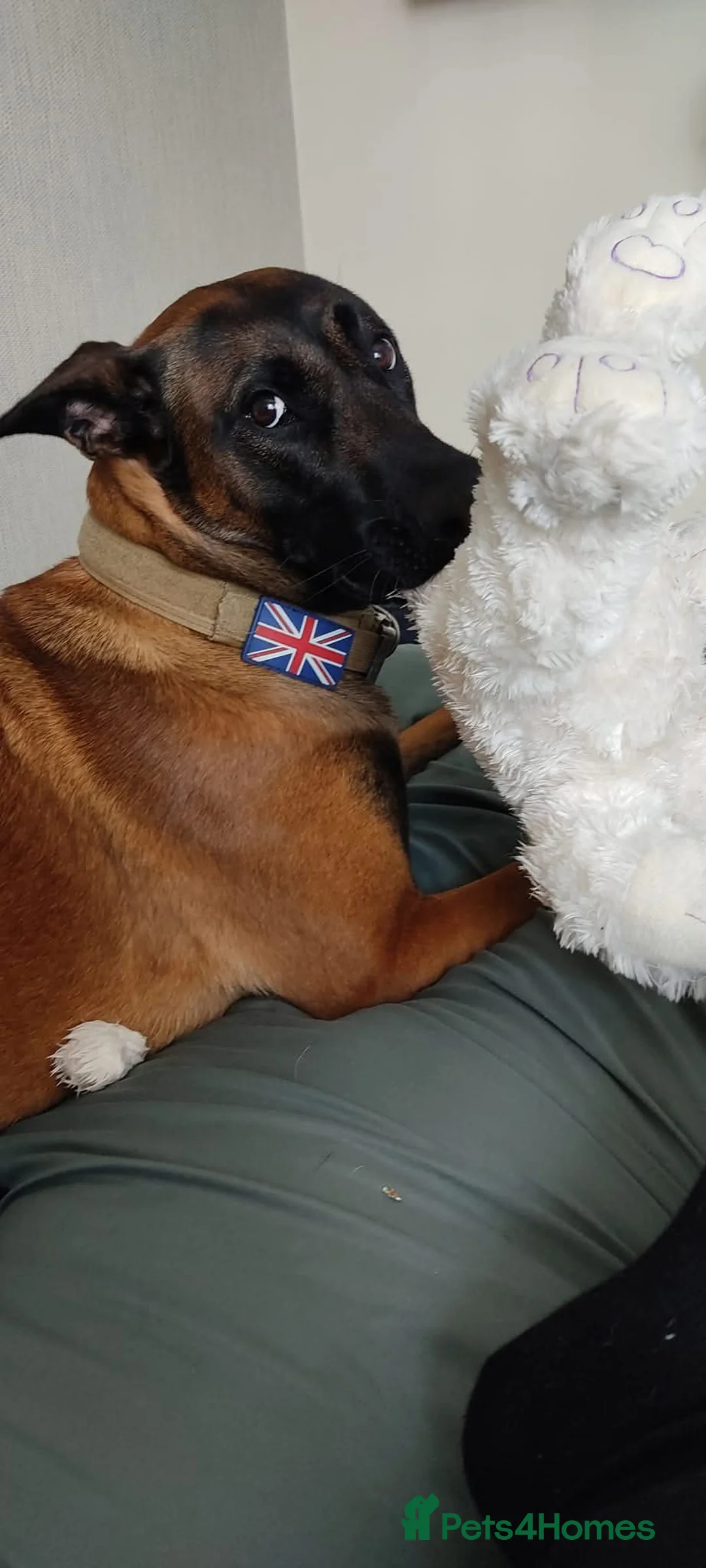 Belgian Shepherd Dog dogs for sale: Female Belgian malinos for rehoming  - Advert 4