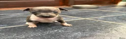 Italian Greyhound dogs for sale: 2 Female Italian Greyhounds - Advert 4