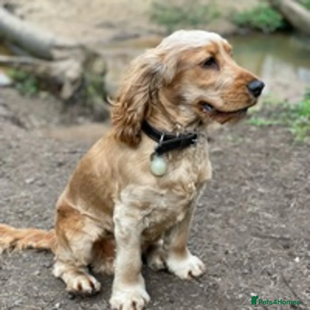 Cocker Spaniel dogs for stud: SHOW COCKER awaiting stud duties in Lincoln - Advert 5