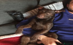 Patterdale Terrier dogs for stud: STUD PATTERDALE - Image 8