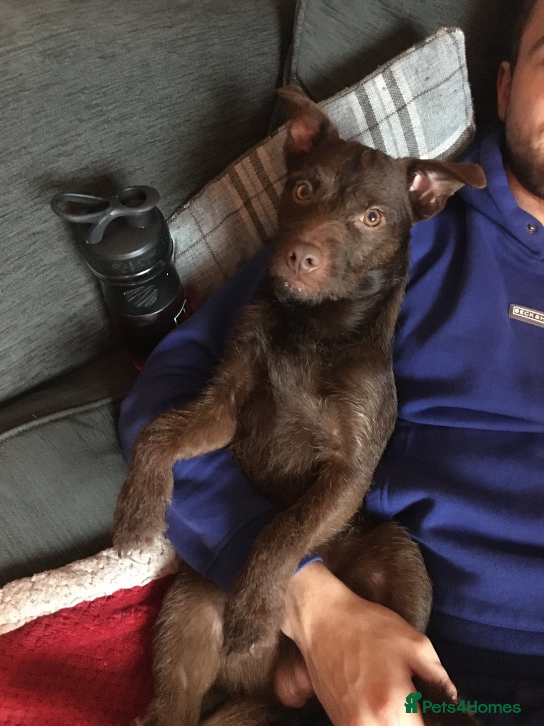 Patterdale Terrier dogs for stud: STUD PATTERDALE - Image 8