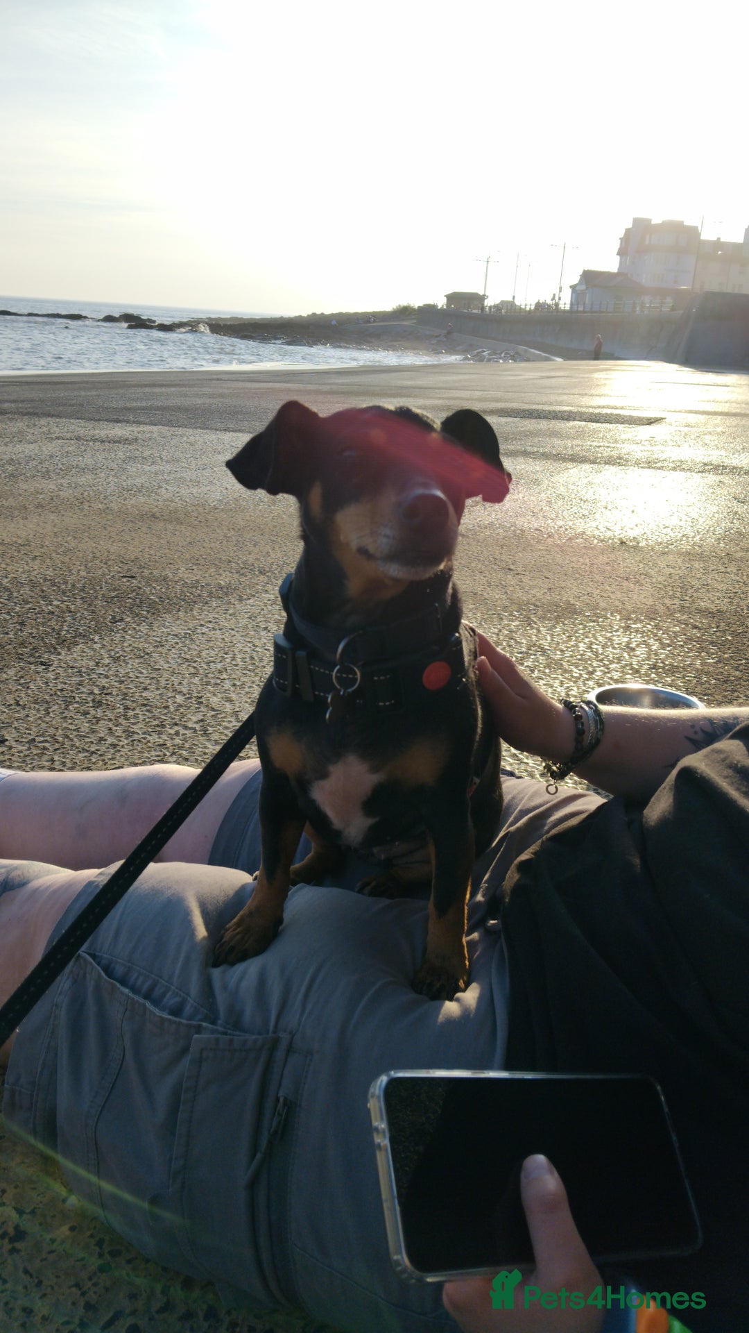 Jack Russell dogs for sale: Roxi 6 year old Jack russle  - Advert 6