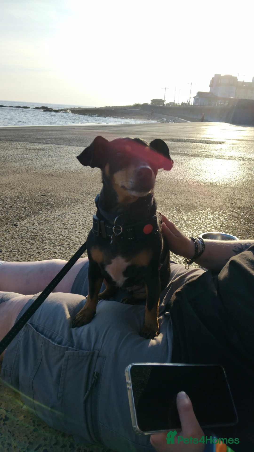 Jack Russell dogs for sale: Roxi 6 year old Jack russle  - Advert 6