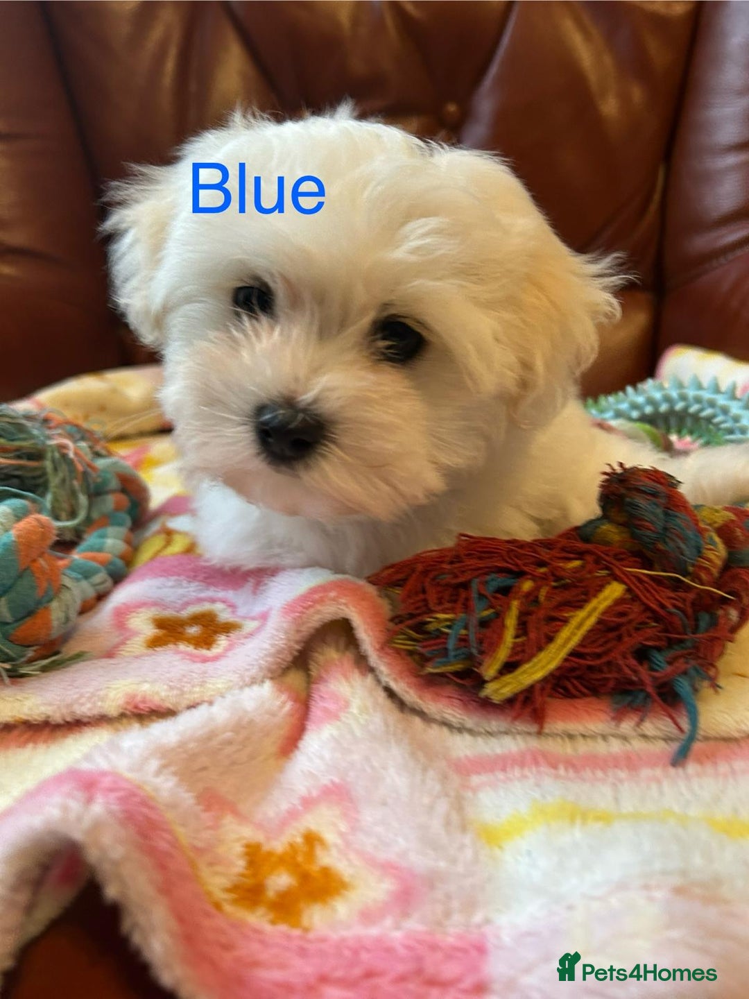 Havanese dogs for sale: Extra mini Havanese x Maltese puppies - Image 14