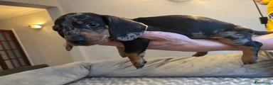 Dachshund 6