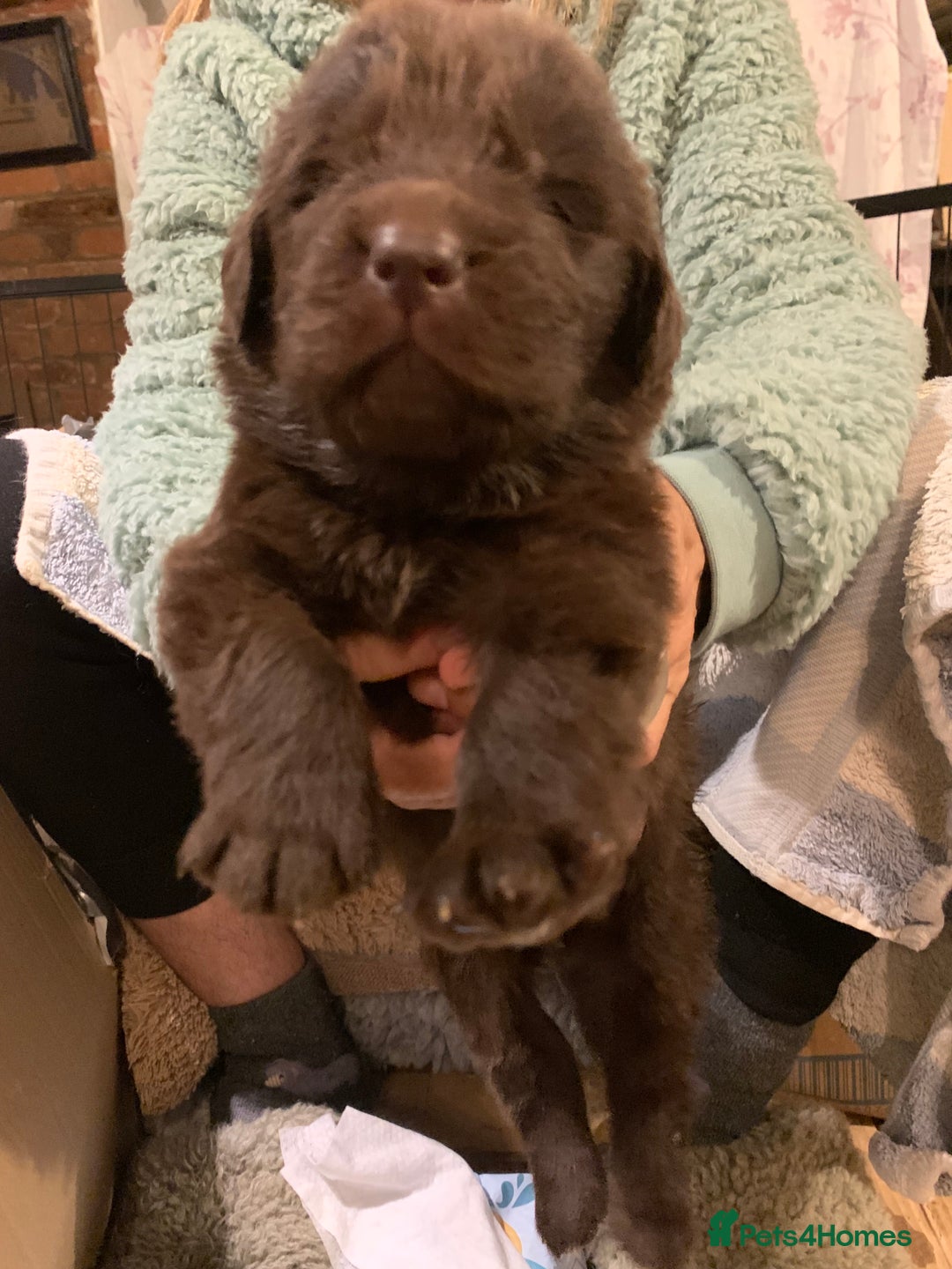 Newfoundland dogs for sale: ✨ Stunning Chocolate Newfoundland Puppies ✨ - Image 6
