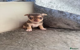 Chihuahua dogs for sale: Exquisite Chihuahua puppies ready now  - Image 8