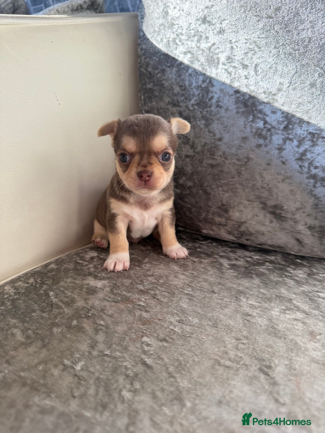 Chihuahua dogs for sale: Exquisite Chihuahua puppies ready now  - Image 8