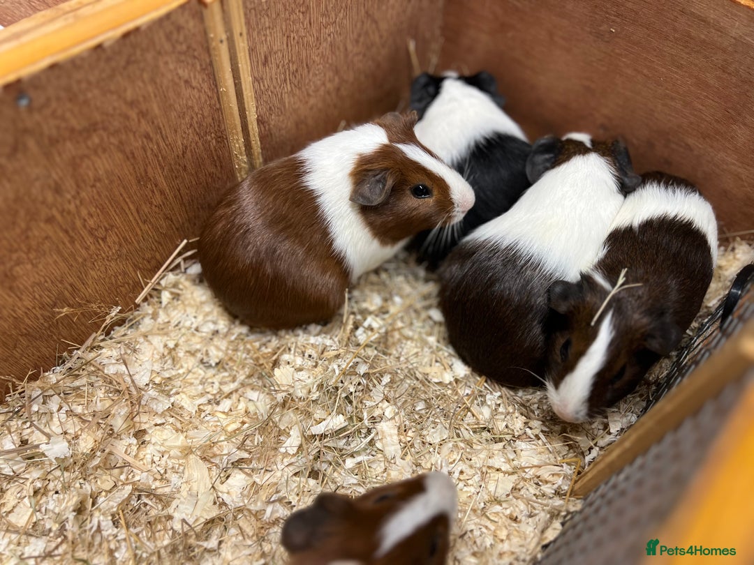 Guinea Pig rodents for sale: Bonded boars/boys - Image 7