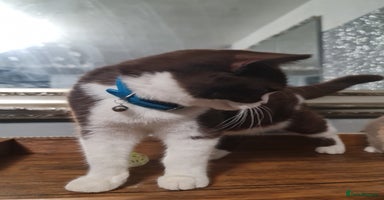 British Shorthair cats - Advert 12
