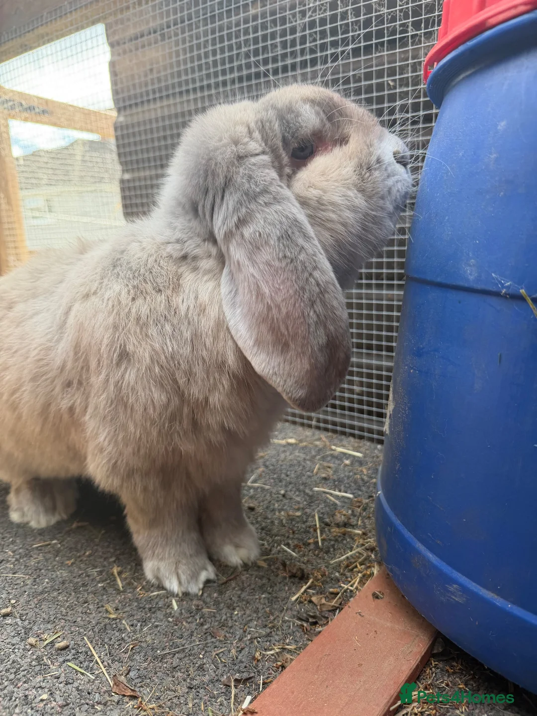 French Lop rabbits for sale: Giant French lops  - Advert 8