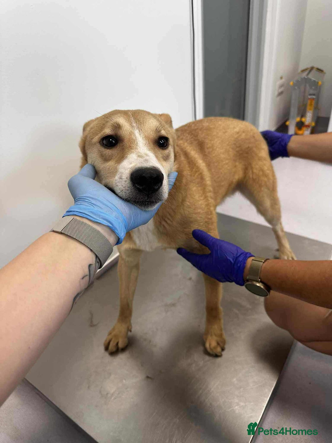 Mixed Breed dogs for adoption: Timid Barney looking for his perfect home!  - Advert 3