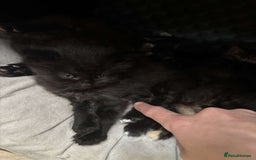 Mixed Breed cats for sale: Beautiful fluffy kittens 🐈‍⬛  - Image 6