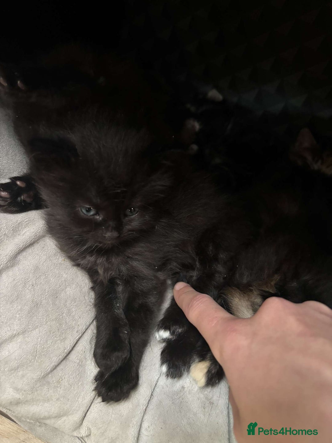 Mixed Breed cats for sale: Beautiful fluffy kittens 🐈‍⬛  - Image 6
