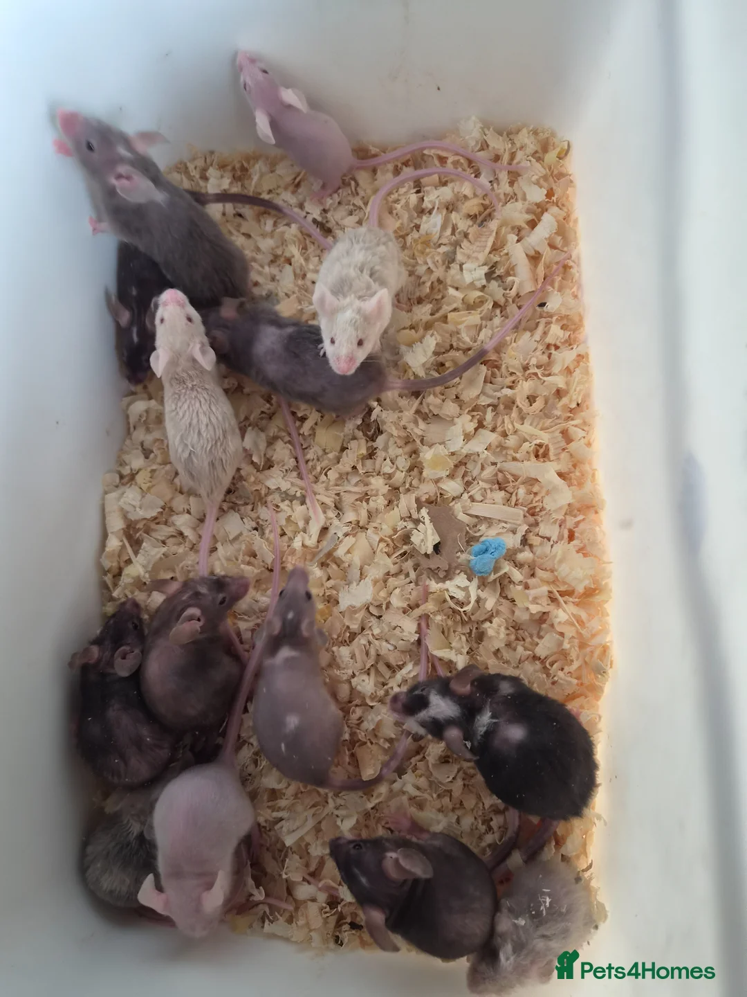 Mouse rodents for sale: Fancy pet mice for sale £8 each  - Advert 8