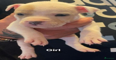 Mixed Breed dogs - Advert 2
