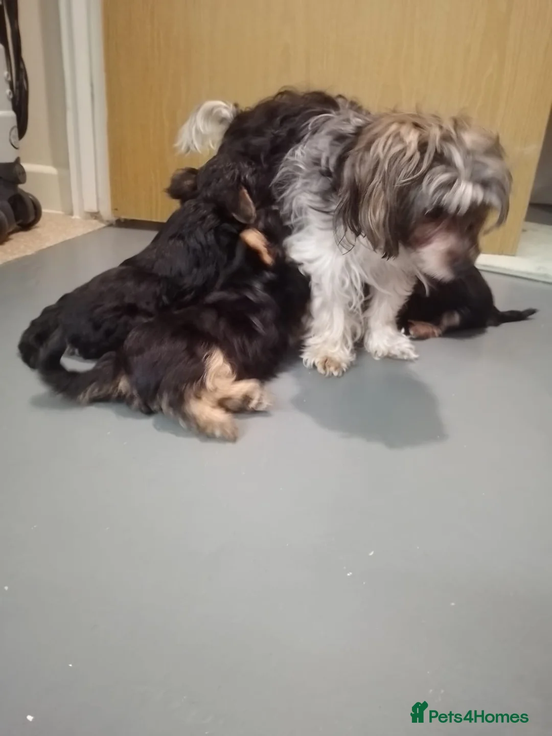 Yorkshire Terrier dogs for sale: Litter of Yorkshire terriers for sale - Advert 20