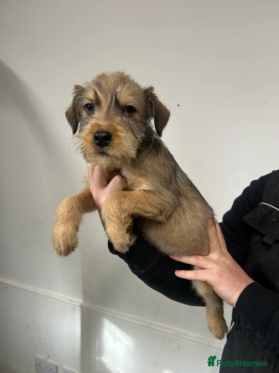 Soft Coated Wheaten Terrier dogs for sale: Traditional Irish Wheaten Terriers  - Advert 13
