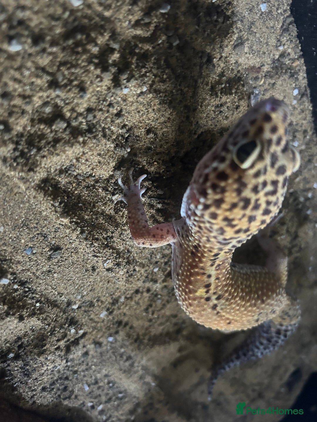 Leopard Gecko reptiles for sale: Leopard gecko and Viv set up  - Advert 4