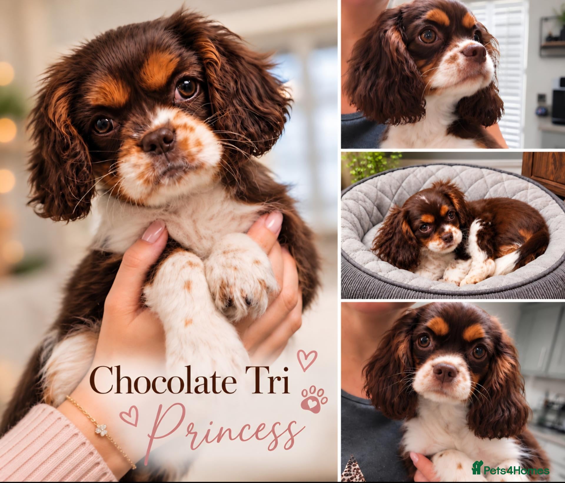 Cavalier King Charles Spaniel dogs Chocolate tri cavalier king charles spaniel  - Advert 1