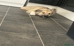 Mixed Breed dogs for sale: Husky mix - Image 2