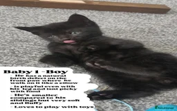 Bombay cats for sale: 4 adorable kittens for sale mixed breed litter ⁠♡ - Image 2