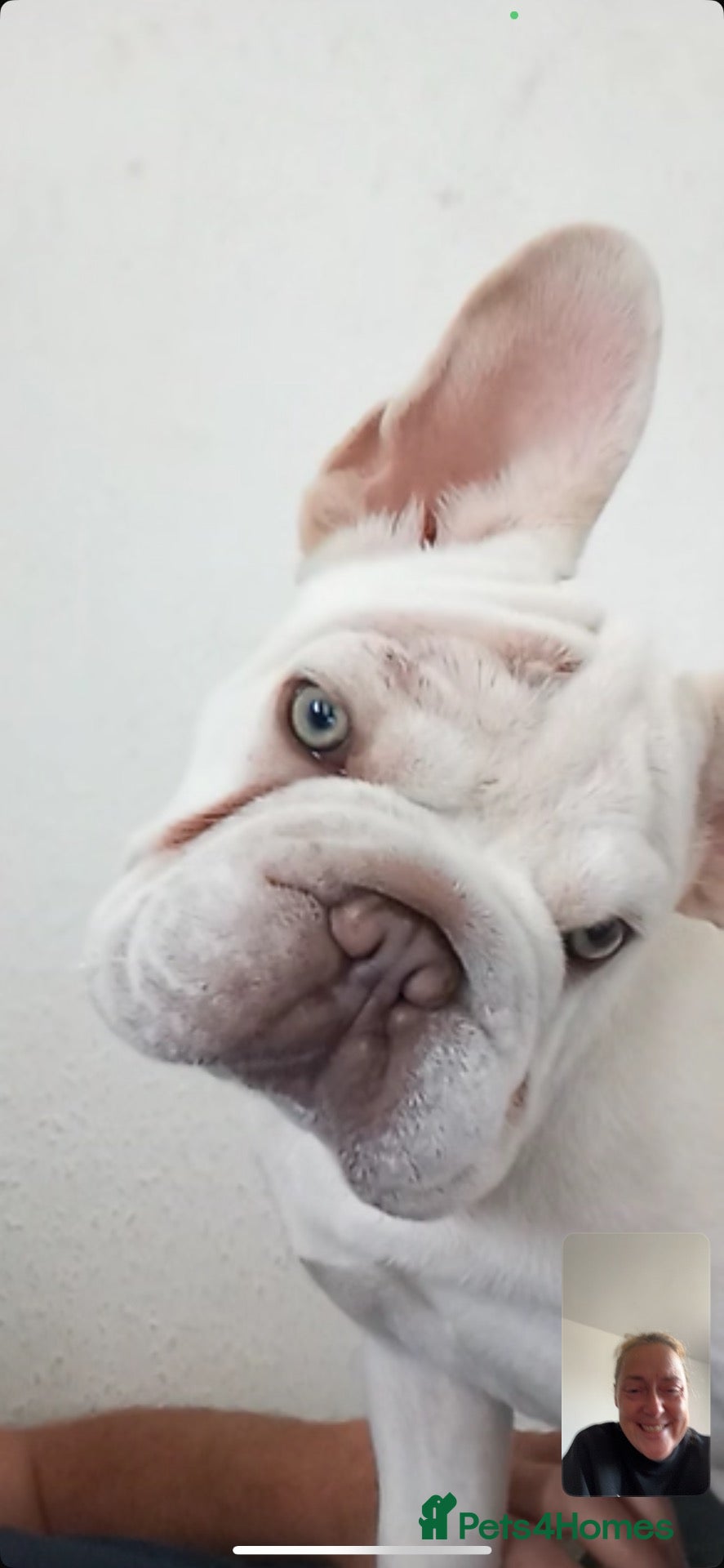 French Bulldog dogs Mr milo  - Advert 2
