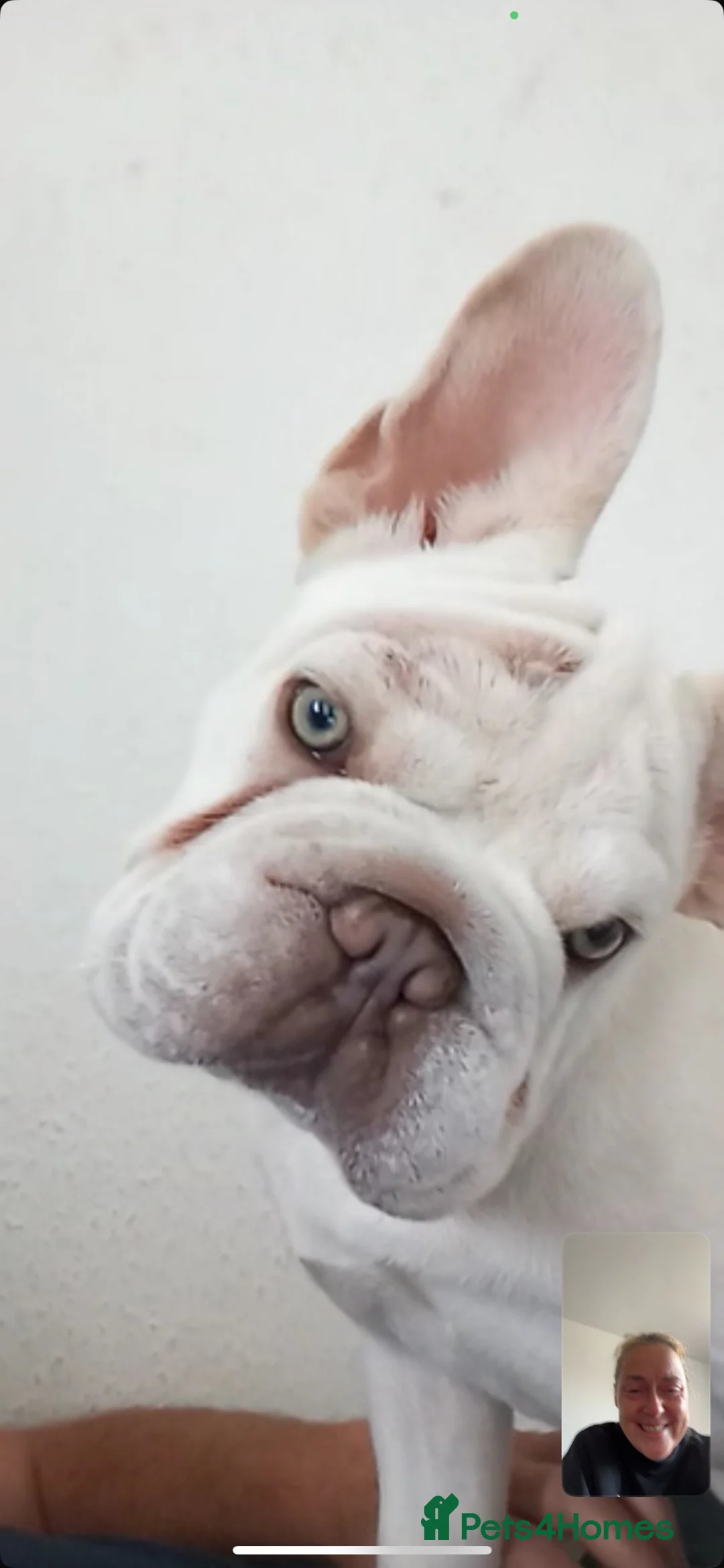 French Bulldog dogs for sale: Mr milo  in Doncaster - Advert 1