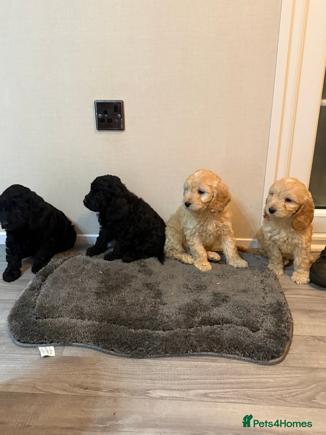 Cockapoo dogs for sale: Cockapoo puppies - Advert 33