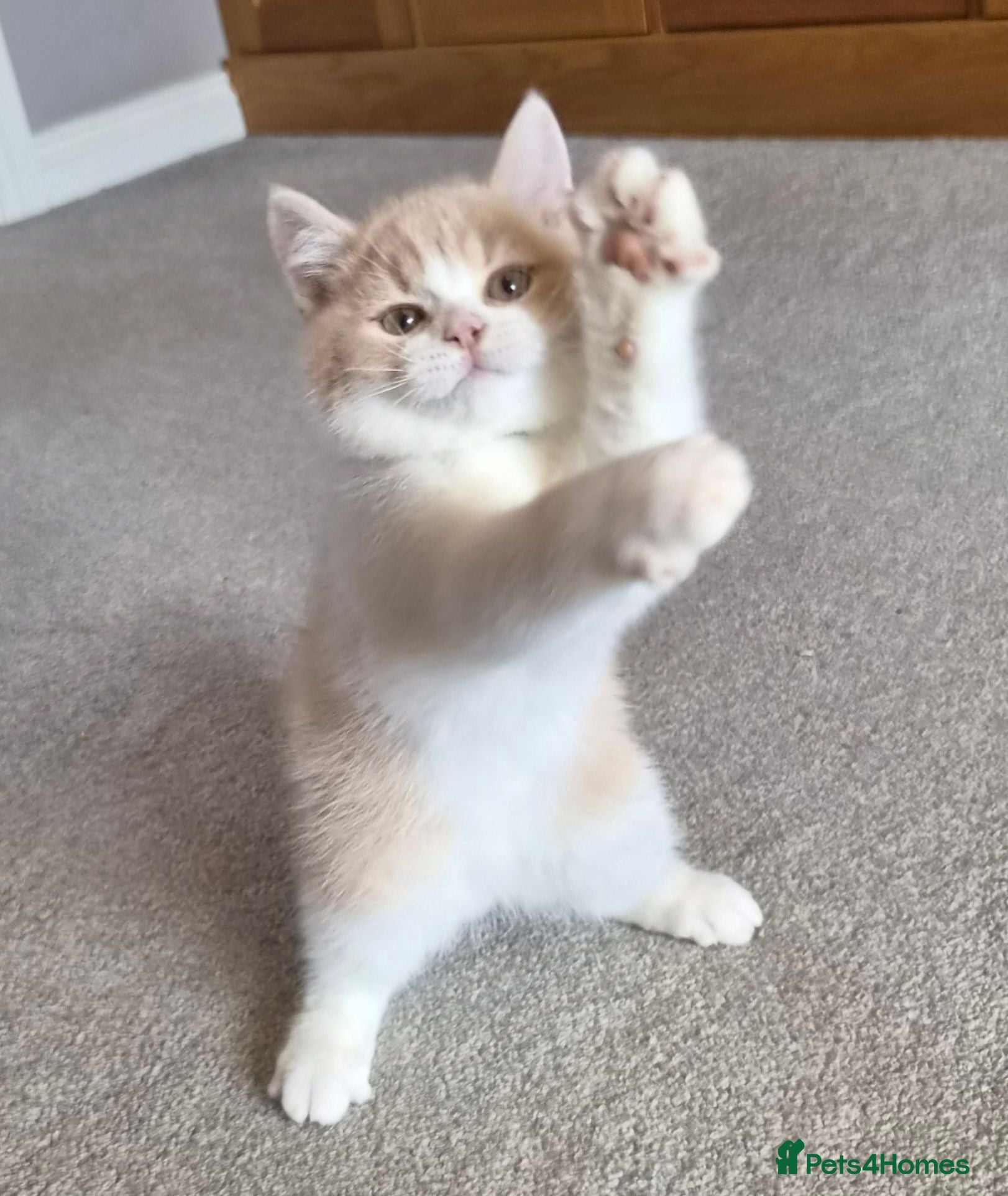 British Shorthair cats Gorgeous British shorthair kittens  - Advert 5