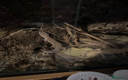 Leopard Gecko reptiles for sale: 2 leopard geckos and vivarium for sale  - Image 12