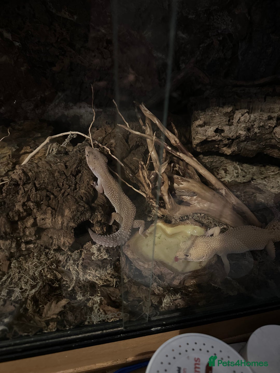 Leopard Gecko reptiles for sale: 2 leopard geckos and vivarium for sale  - Image 12