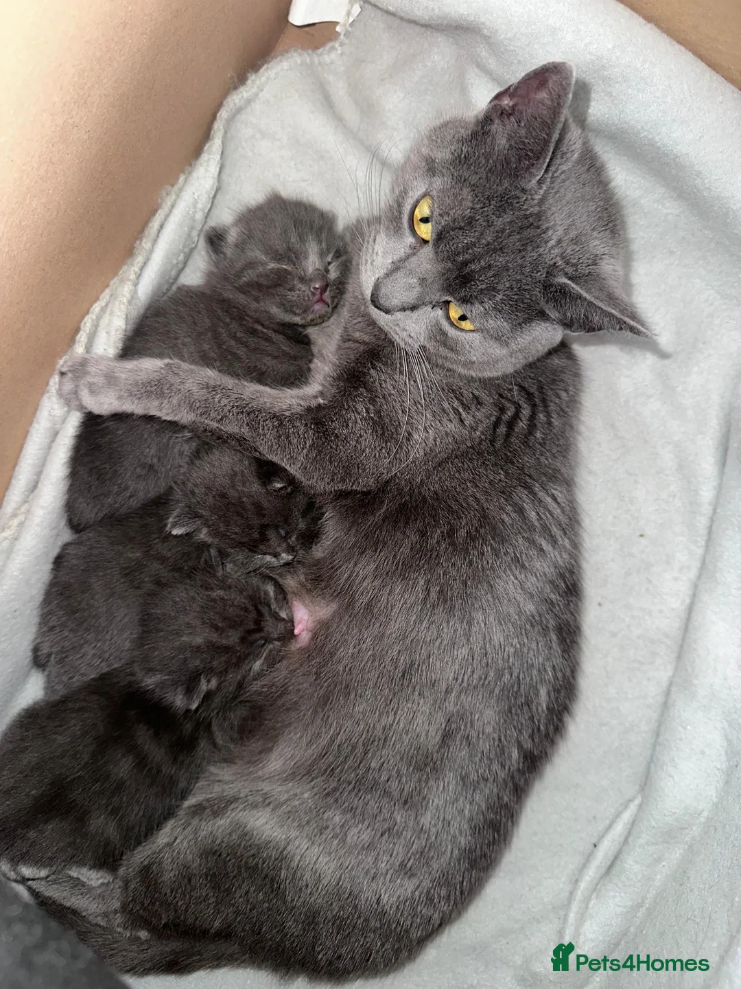 British Shorthair cats for sale: British short hair  - Advert 1