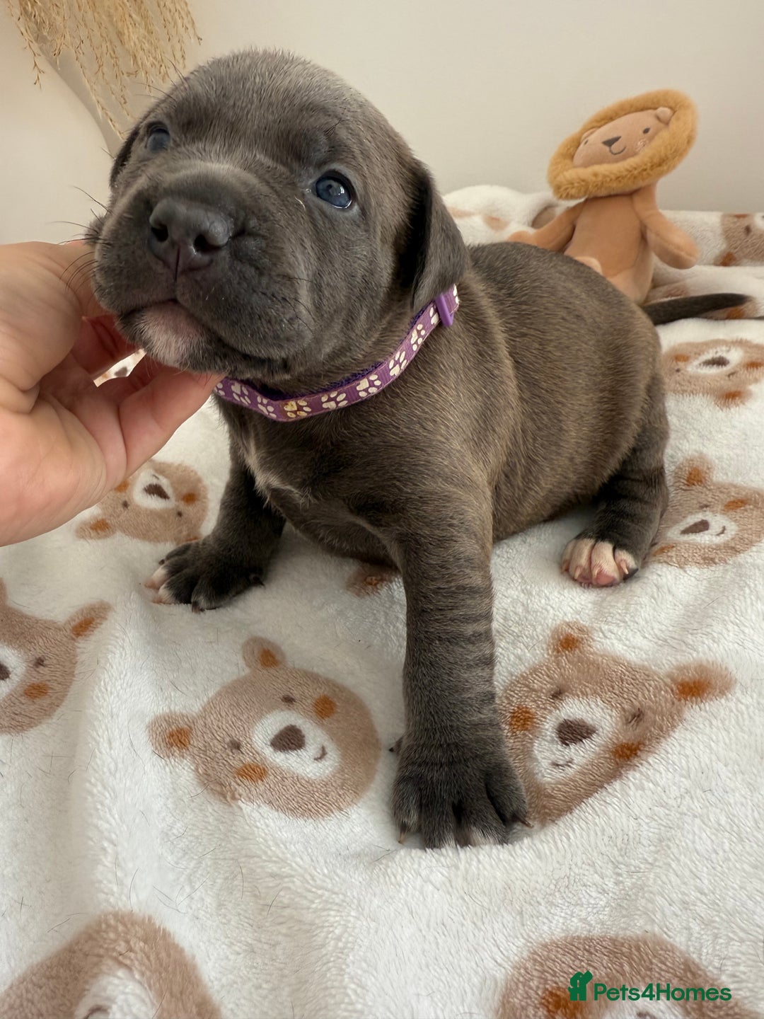 Staffordshire Bull Terrier dogs for sale: Beautiful puppies Staffordshire bull terrier  - Image 7