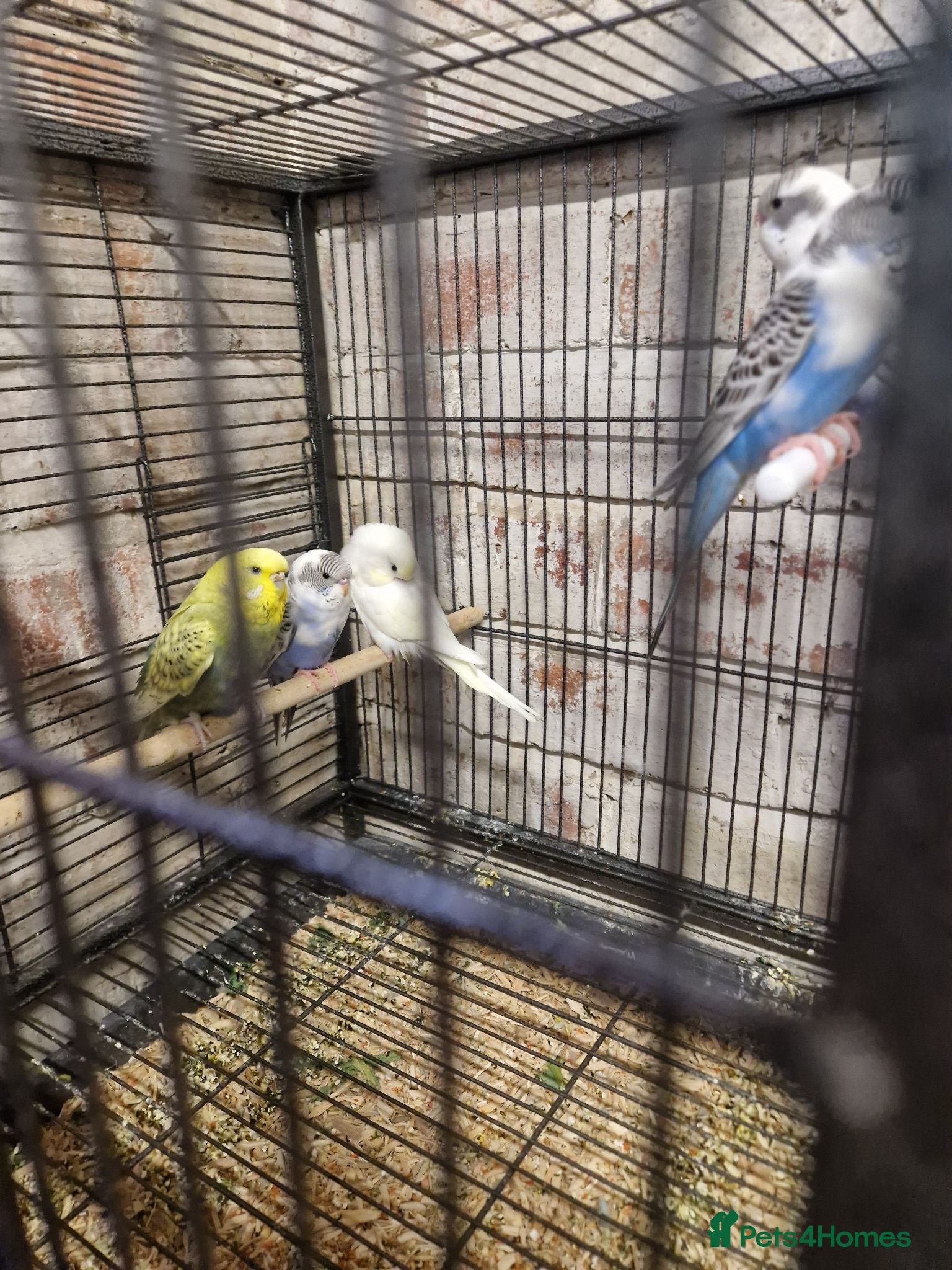 Budgerigars birds Young Budgies - Advert 2