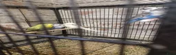 Budgerigars birds for sale: Young Budgies in Middlesbrough - Advert 1