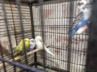 Budgerigars birds Young Budgies - Advert 4